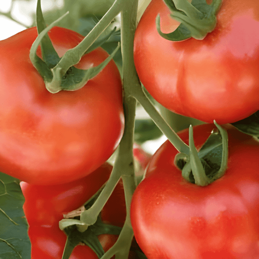 Tomato Seeds Pyros F1 Solanum Lycopersicum Mid Early Variety