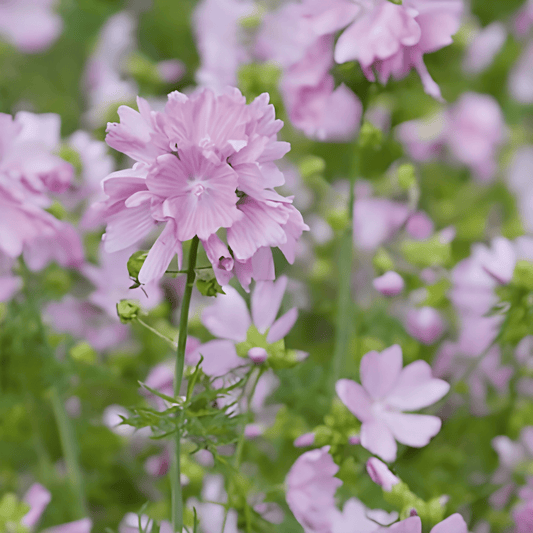 Musk Mallow Seeds Malva Moschata Pink Flowers Perennial Seeds