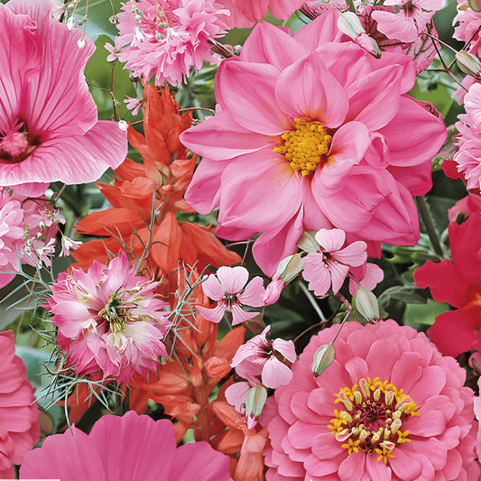 Summer Flower Seeds Summerflowers Rose And Red Shades Mix