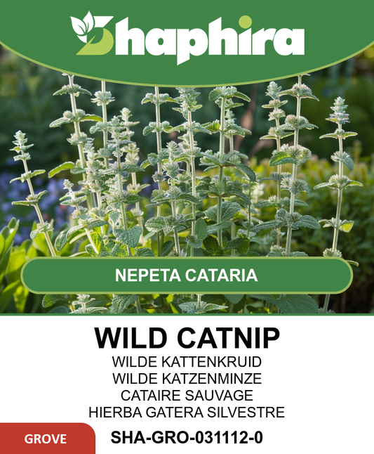 Wild Catnip Seeds Nepeta Cataria Herb For Cats And Wildlife