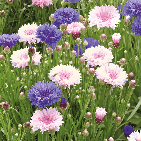 Cornflower Polka Dot Seeds Centaurea Cyanus Annual Flowers