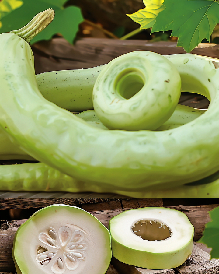 Italian Snake Gourd Seeds Lagenaria Siceraria Cucuzzi Type