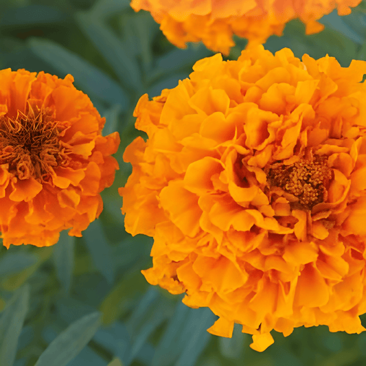 African Marigold Seeds Tagetes Erecta Tall Hawaii Orange Flowers