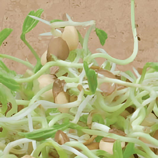 Organic Sprouting Lentils Seeds Lens Culinaris Sprouting Vegetable Variety