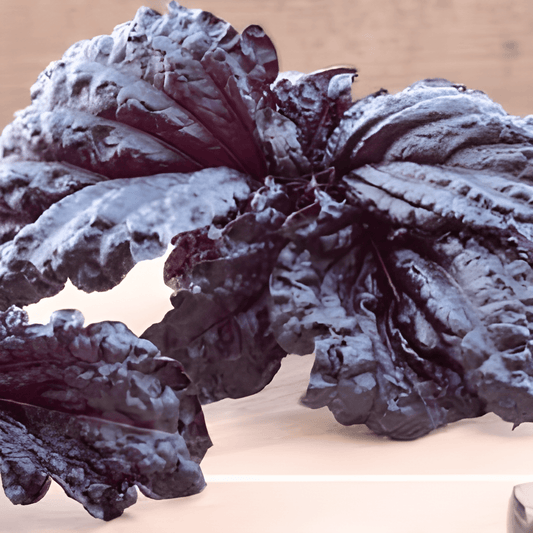 Red Basil Seeds Ocimum Basilicum Aromatic Red Lizzy Variety