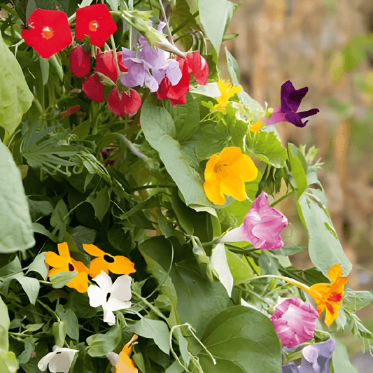 Climbing Plants Mix Seeds Climbing Plants Finest Mixture Botanical