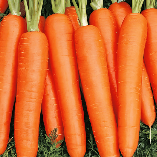 Summer Carrot Seeds Napoli F1 Daucus Carota Early Hybrid