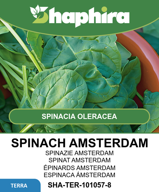 Spinach Amsterdam Giant Leaf Seeds Spinacia Oleracea 100g