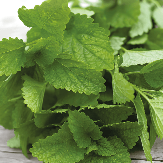 Lemon Balm Seeds Melissa Officinalis Perennial Herb For Containers