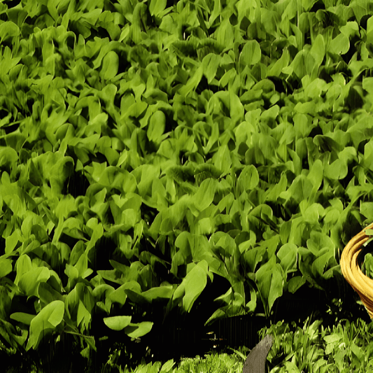 Leaf Chicory Seeds Cichorium Intybus L Zuccherina Di Trieste