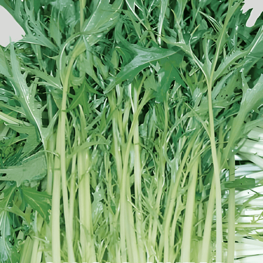 Chinese Cabbage Mizuna Brassica Rapa Chinensis Seeds Vegetables