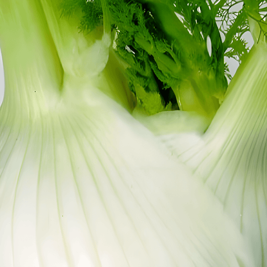 Fennel Seeds Montebianco Foeniculum Vulgare Large Bulb Variety