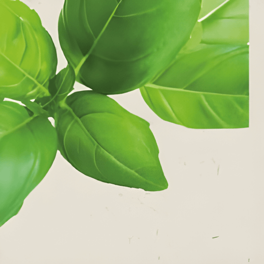 Organic Basil Seeds Ocimum Basilicum Italiano Classico Herbs