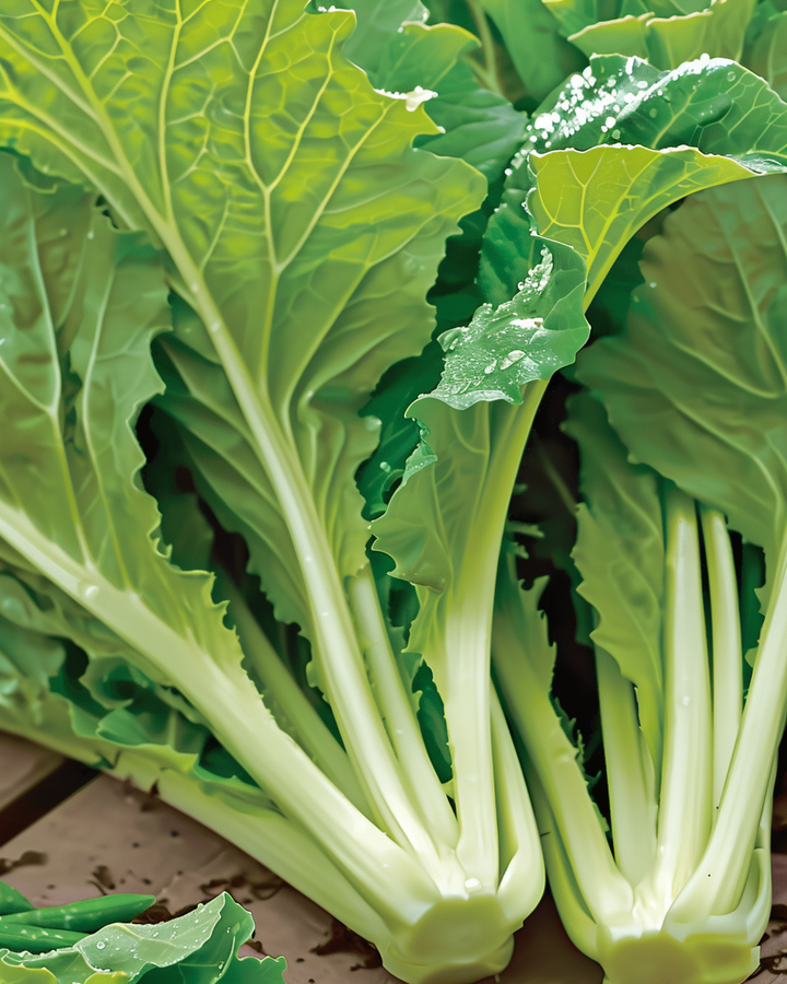 Mustard Greens Seeds Brassica Juncea Spicy Loose Leaf Variety