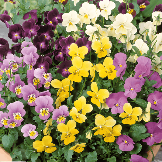 Horned Violet Seeds Viola Cornuta Bambini Mixed Flowers