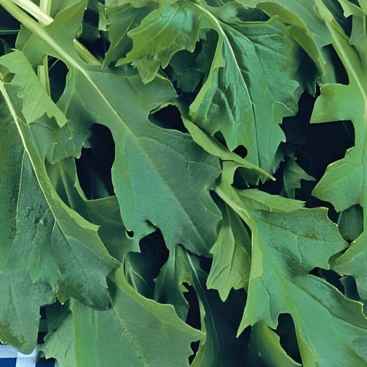 Leaf Mold Seeds Brassica Rapa Tender Spring Vegetable Variety