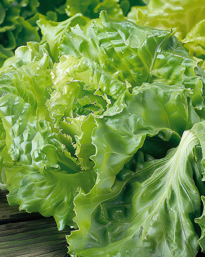 Batavia Blonde Lettuce Seeds Lactuca Sativa Butterhead Crisp Leaves