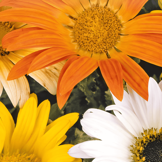 Arctotis Seeds Berenoor Mixed Arctotis Acaulis Large-flowered