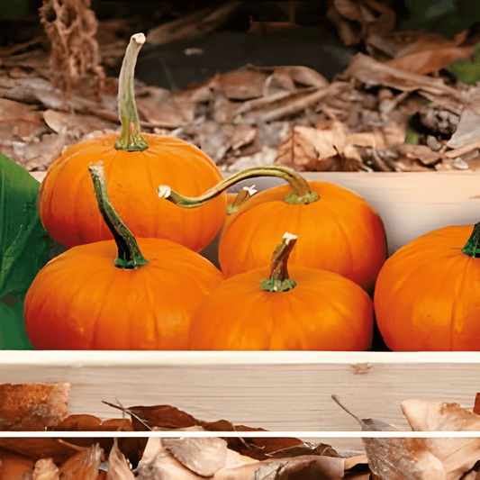 Ornamental Pumpkin Seeds Cucurbita Pepo Baby Bear Variety