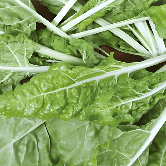 Swiss Chard Lucullus Beta Vulgaris Vegetable Seeds