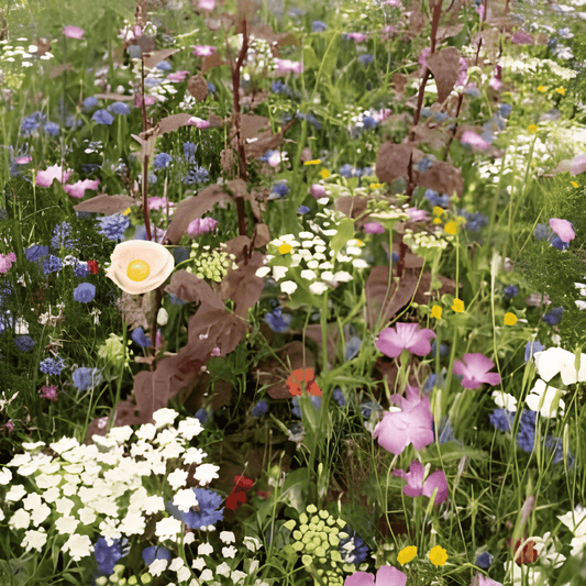 Wildflower Mix Seeds Veldbloemen 2 For Colorful Blooms 10M²