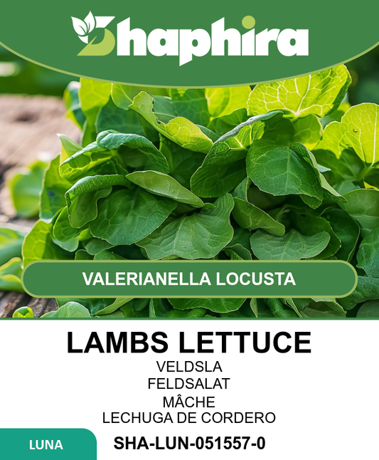 Lamb's Lettuce Seeds Valerianella Locusta Grote Noordhollandse 15g