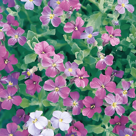 Aubrieta Hybrida Aubrieta Seeds Mixed Color Flower Seeds