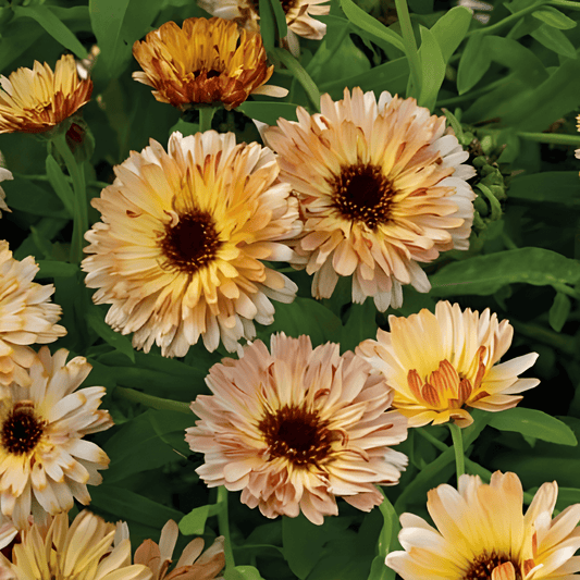 Calendula Officinalis Touch Of Red Buff Calendula Seeds Annual Flowers