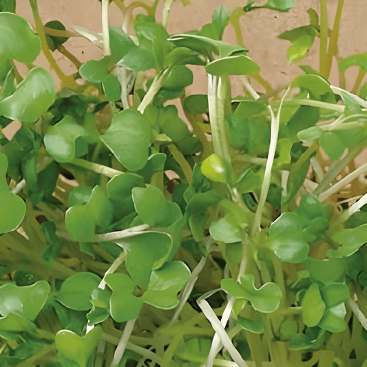 Organic Broccoli Sprouting Seeds Brassica Oleracea Italica Sprouts