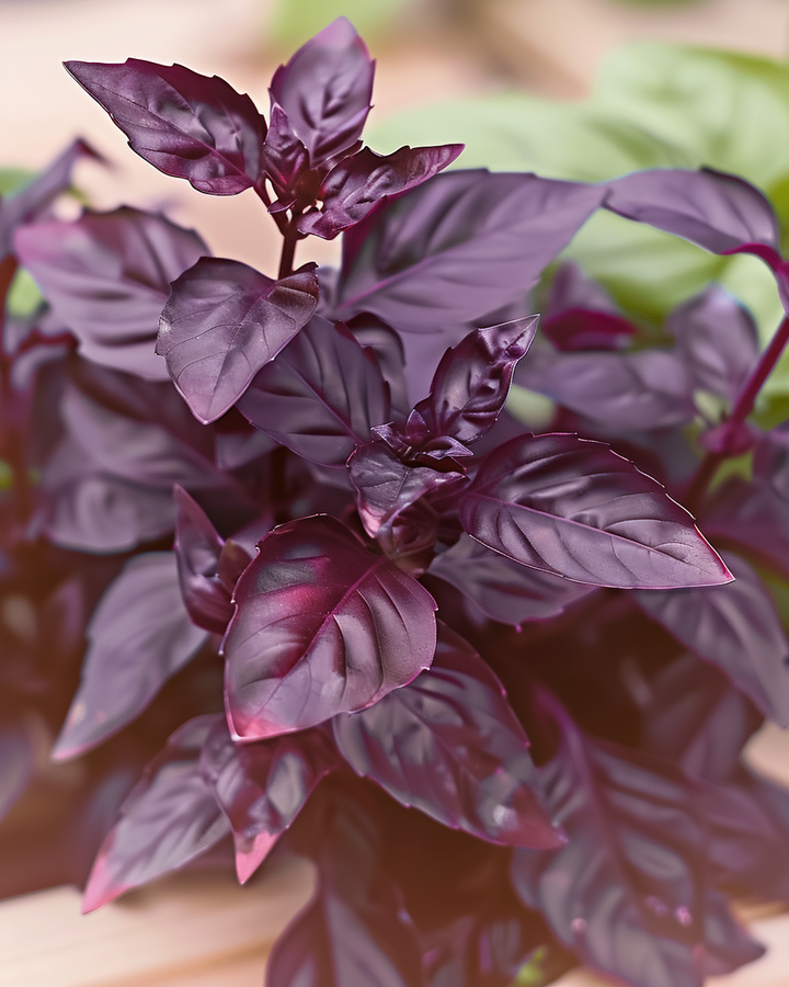 Dark Opal Basil Seeds Ocimum Basilicum Purpurascens Spicy Flavor