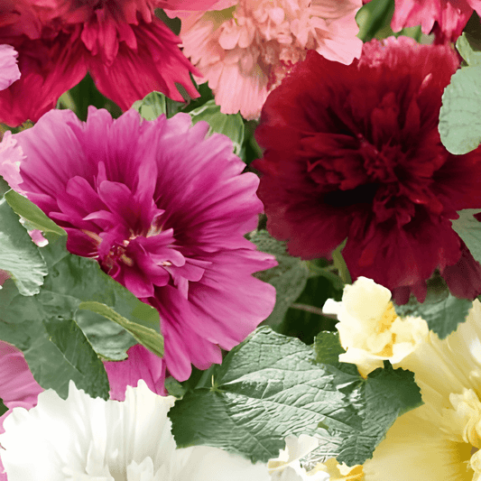 Hollyhock Seeds Alcea Rosea Summer Carnival Flower Seeds