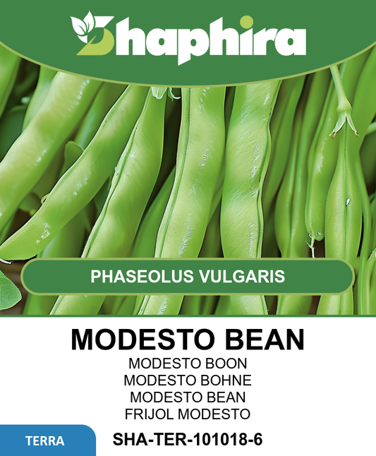 Stamslabonen Modesto Beans Seeds Phaseolus Vulgaris High Yield