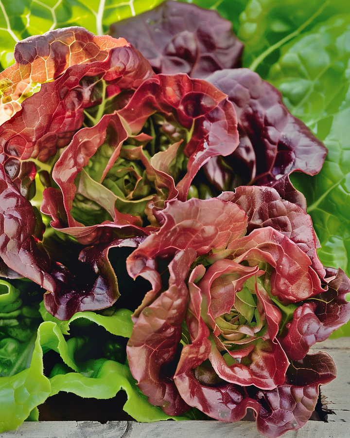 Organic Butterhead Lettuce Seeds Lactuca Sativa Wonder Of Four Seasons
