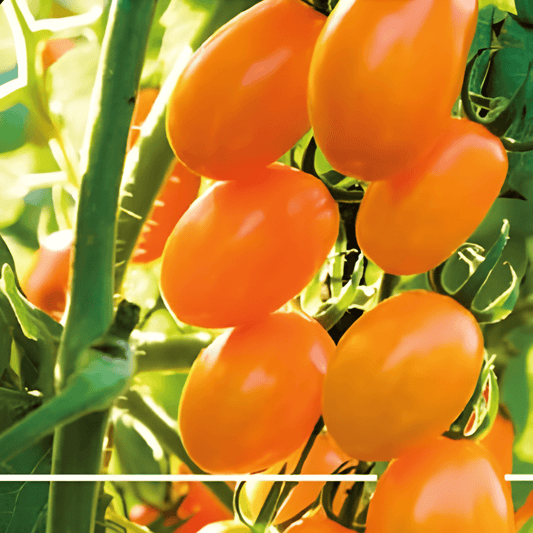 Cherry Tomato Seeds Dolly F1 Solanum Lycopersicum High Yield