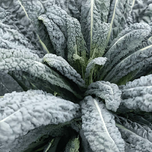 Palmkool Nero Di Toscane Brassica Oleracea Seeds Vegetable