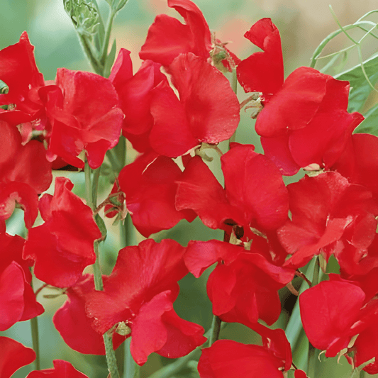 Sweet Pea Seeds Lathyrus Odoratus Royal Family Red Flowers