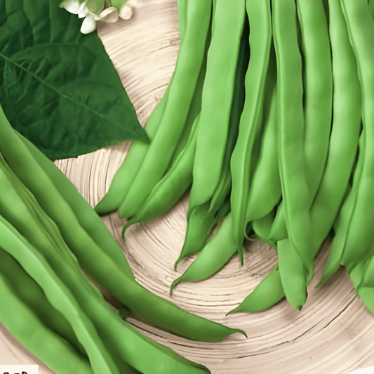 Pole Bean Seeds Abundance Phaseolus Vulgaris Long Fine Pods 25g