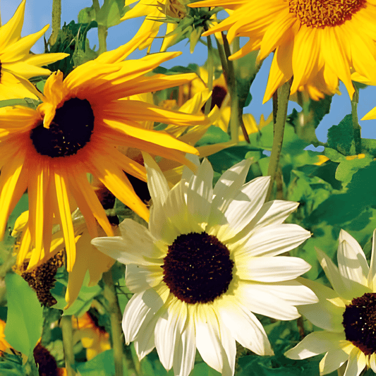 Sunflower Seeds Helianthus Debilis Esther Vibrant Autumn Colors