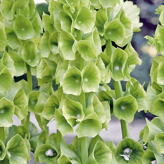 Bells Of Ireland Seeds Moluccella Laevis Annual Cut Flower Seeds