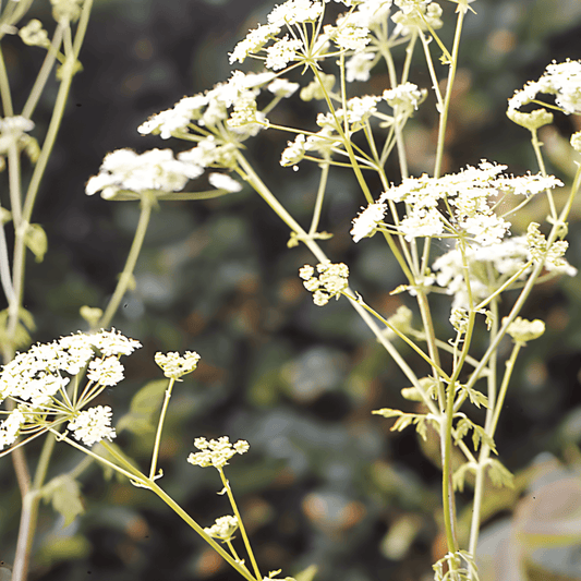 Cumin Seeds Cuminum Cyminum Spice Herb Seeds For Cooking