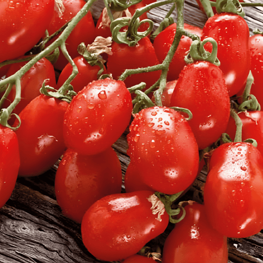 Cherry Tomato Seeds Solanum Lycopersicum Modus F1 Variety