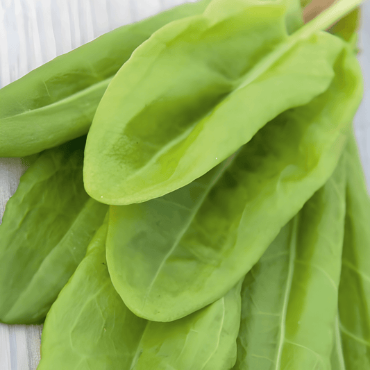Sorrel Seeds Rumex Acetosa Perennial Herb For Outdoor Cultivation