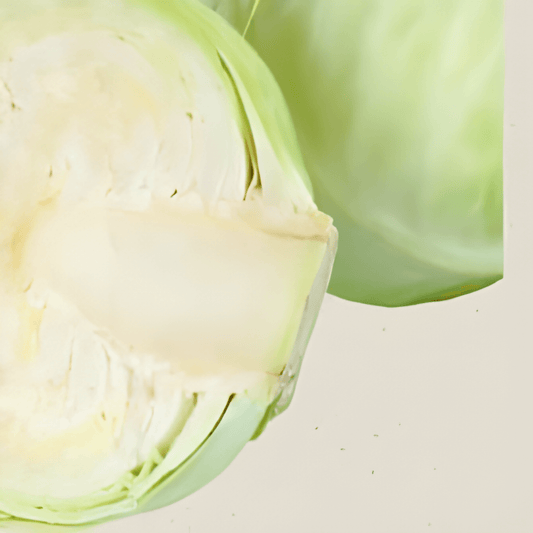 Organic White Cabbage Seeds Drago F1 Brassica Oleracea