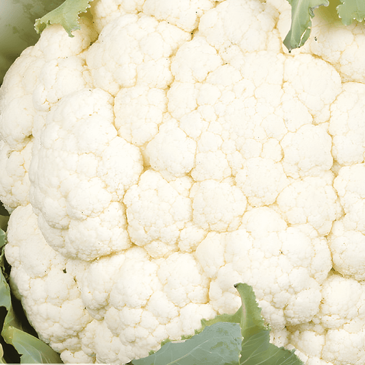 Cauliflower Seeds Autumn Giants Brassica Oleracea Large Yields