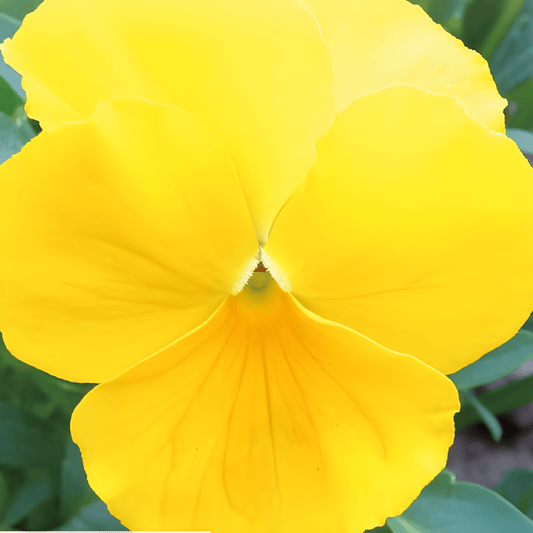 Viola Coronation Gold Seeds Viola Wittrockiana Large Flowered