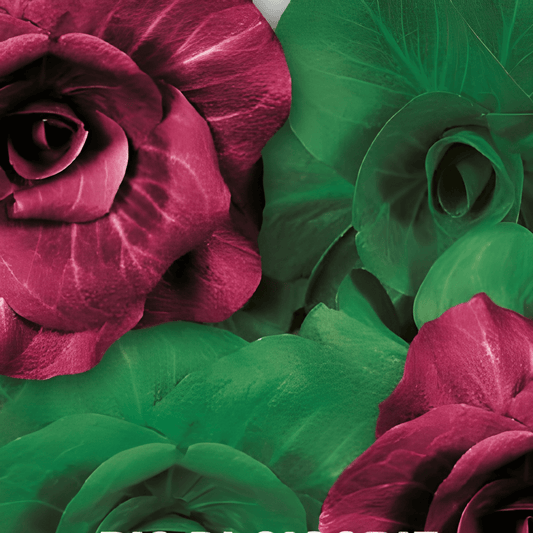 Red Leaf Chicory Seeds Cichorium Intybus L. Grumolo Variety