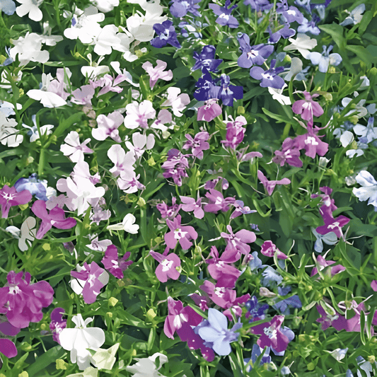 Lobelia String Of Pearls Lobelia Erinus Flower Seeds Mixed