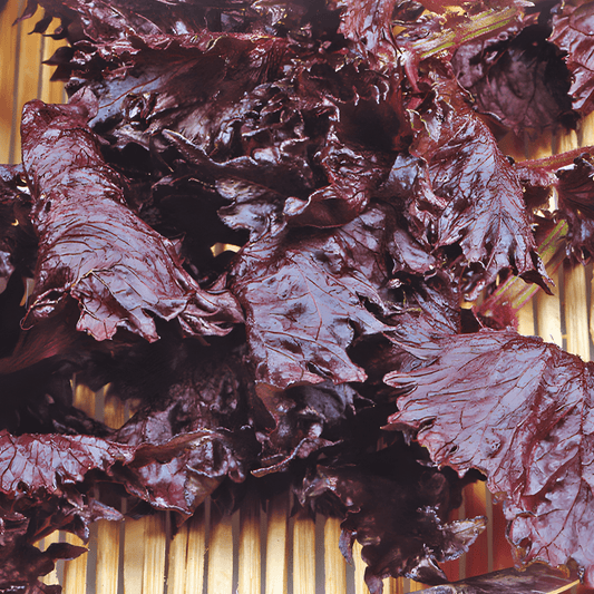 Purple Shiso Seeds Perilla Frutescens Japanese Herb Variety