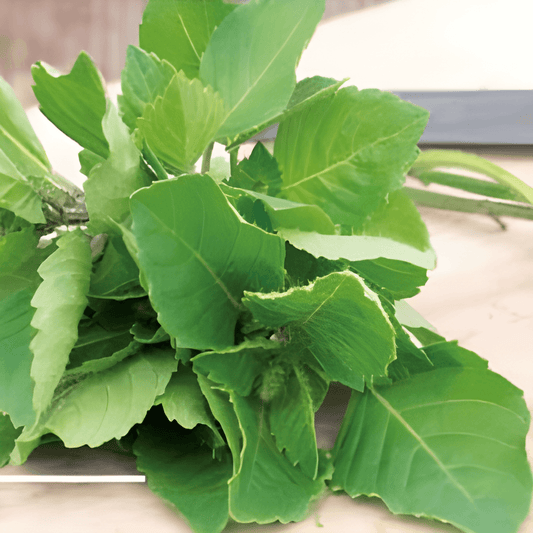 Blue Spice Basil Seeds Ocimum Americanum X Ocimum Basilicum