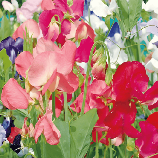 Sweet Pea Seeds Lathyrus Odoratus Colorama Fragrant Mix